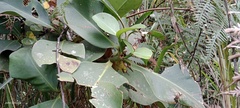 Clusia multiflora