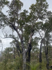 Eucalyptus marginata
