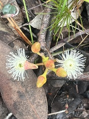 Eucalyptus marginata