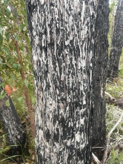 Eucalyptus marginata