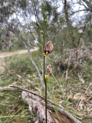 Cryptostylis erecta