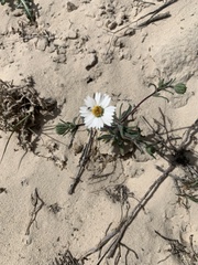 Layia glandulosa