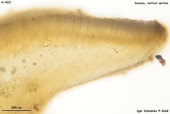 Lanzia luteovirescens