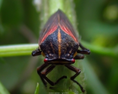 Aetalion reticulatum