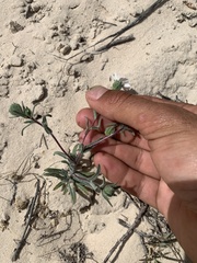 Layia glandulosa