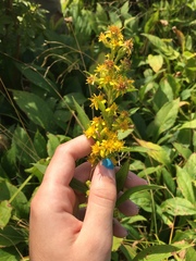 Solidago glomerata