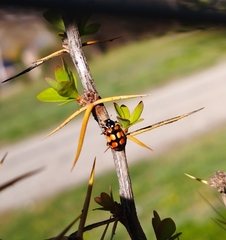 Eriopis chilensis