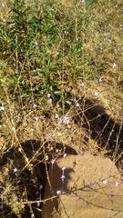 Stephanomeria virgata