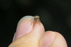 Hentzia