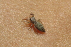 Hentzia