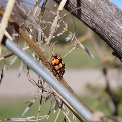 Eriopis chilensis
