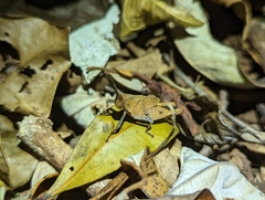 Desmoptera truncatipennis