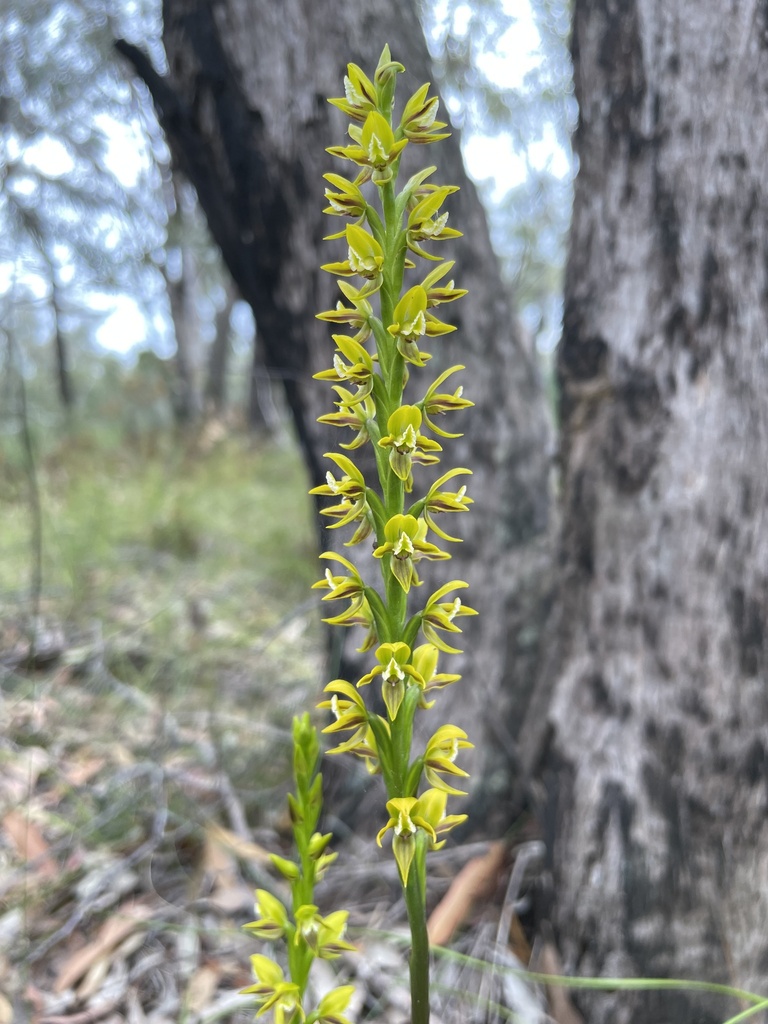 yellow leek orchid