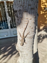 Sceloporus edbelli