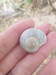 Gudeoconcha sophiae