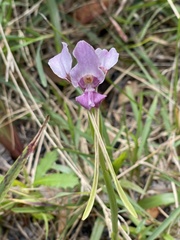 Diuris punctata