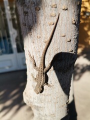 Sceloporus edbelli