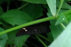 Erebus hieroglyphica