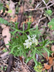Grevillea trifida