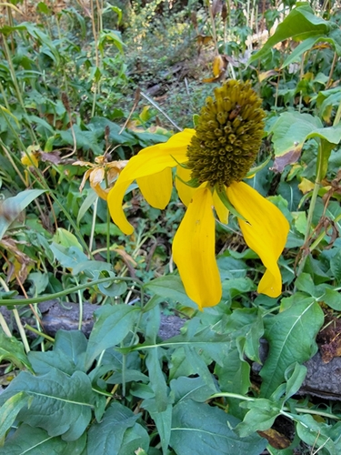 California coneflower (Rudbeckia californica)