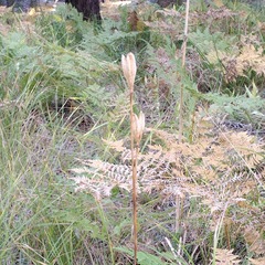 Lilium parryi