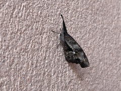 Libytheana carinenta mexicana