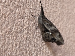 Libytheana carinenta mexicana