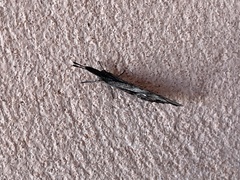 Libytheana carinenta mexicana