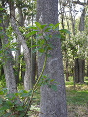 Phytolacca dioica
