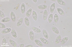 Lanzia luteovirescens