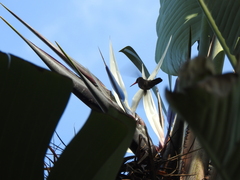 Hylocharis chrysura