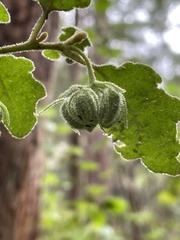 Chorilaena quercifolia
