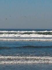 Pelecanus occidentalis