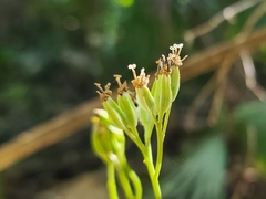 Arnoglossum diversifolium image