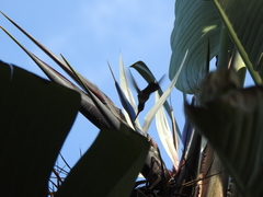 Hylocharis chrysura