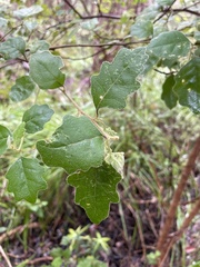 Chorilaena quercifolia