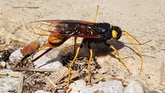 Urocerus gigas