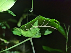 Austrocarausius decorus