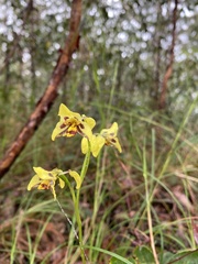 Diuris sulphurea
