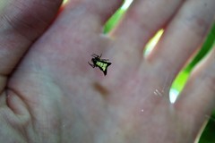 Micrathena plana