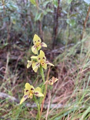 Diuris sulphurea