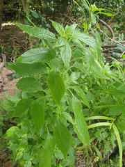 Parietaria officinalis