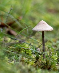 Mycena filopes