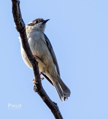 Melithreptus brevirostris