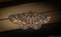 Paradromulia ambigua