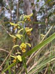 Diuris sulphurea