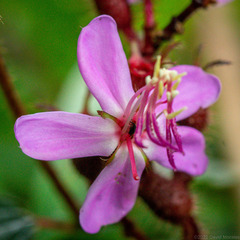 Tibouchina