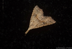 Trigonistis asthenopa