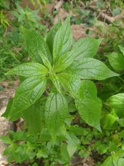 Parietaria officinalis