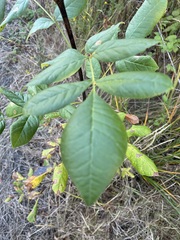 Fraxinus latifolia